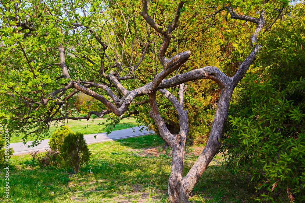 Tree with twisted branches in a park in sun light. Tree with twisted branches in a park in sun light.