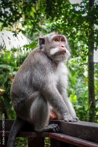 Monkey in the Monkey Forest, Ubud, Bali, Indonesia © daboost