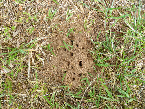 Ant nest on the ground, house of ants on the lawn, lawn damaged by ants colony. photo