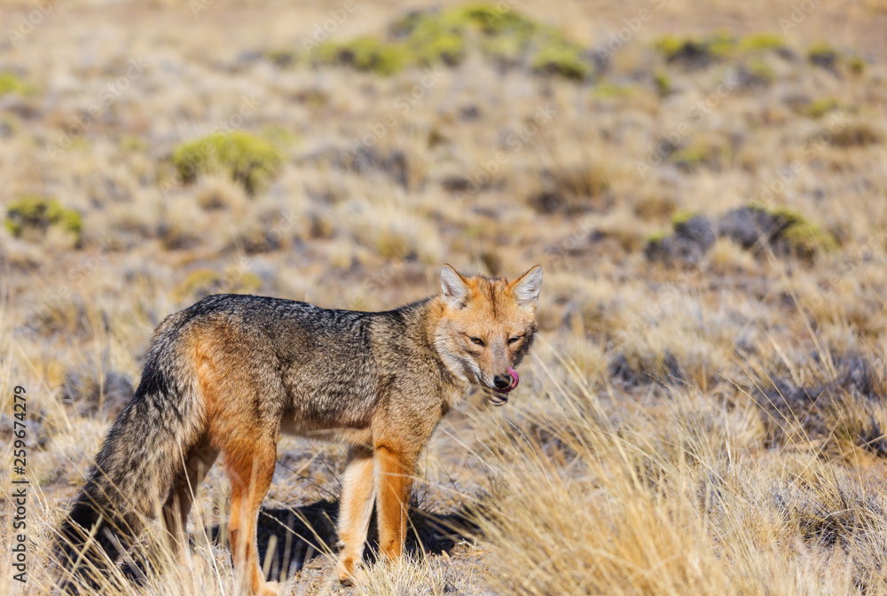 Fototapeta premium Fox in Patagonia