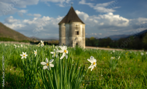 Spring shot of narcissus and castle Devils turn in the background. Hudicev turn in Soteska photo