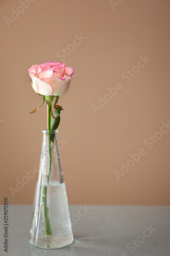 Vase with beautiful flower on table