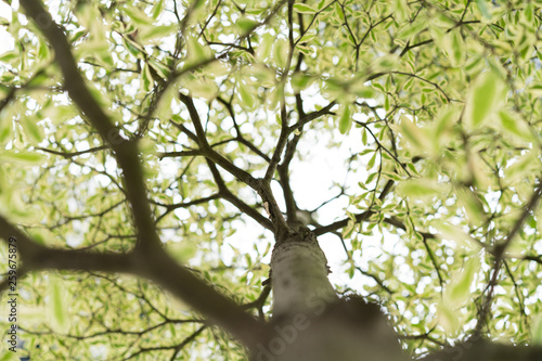 Looking up the tree photo