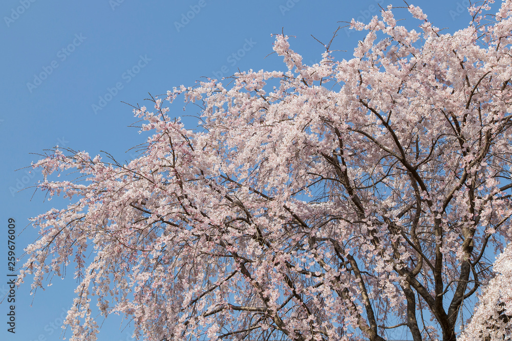 cherry blossoms in Kyoto in the temples of Daigo-Ji, details, flowers, branches, blue sky during the hanami