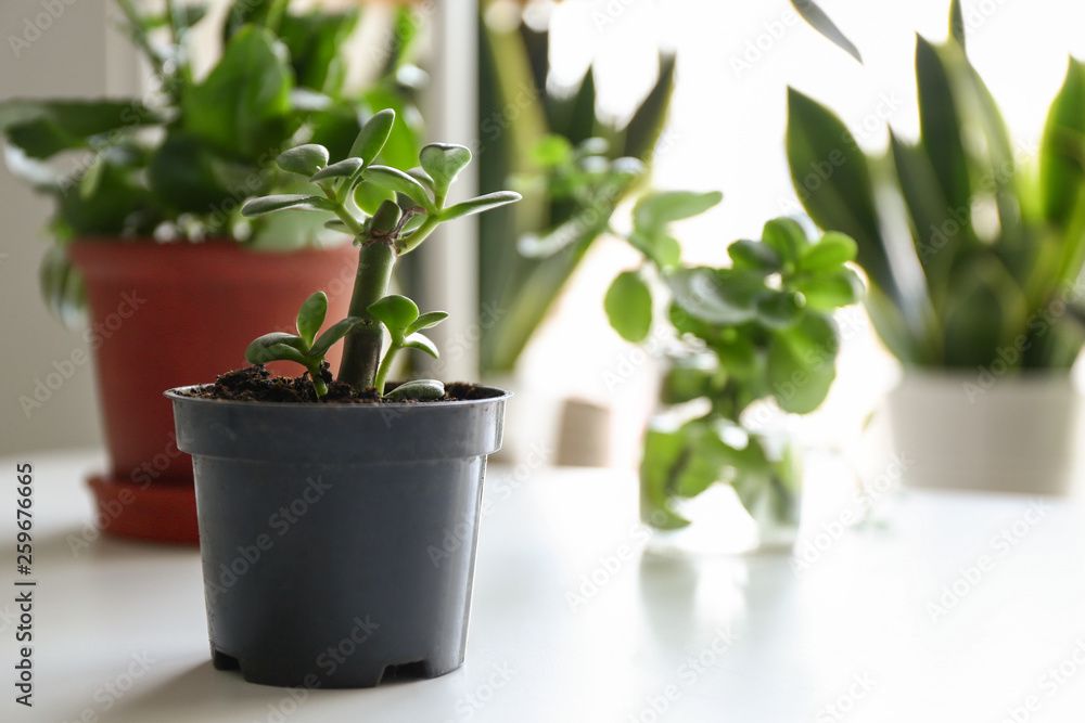 Fototapeta premium Green plant in pot on table