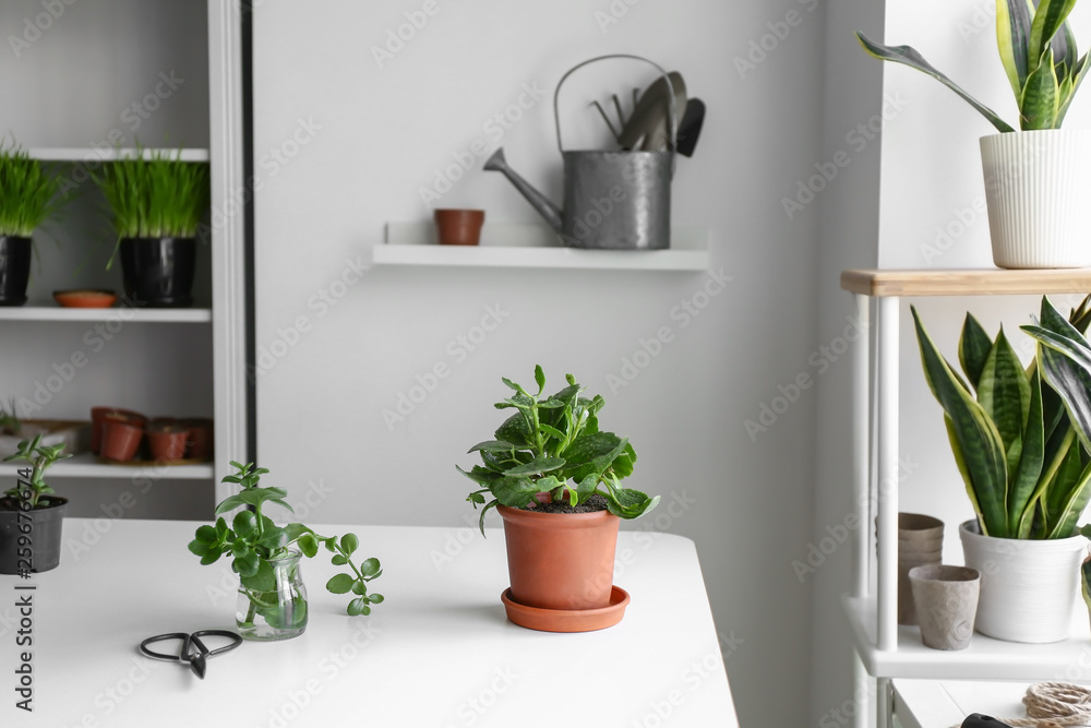 Green plants with scissors on table in room