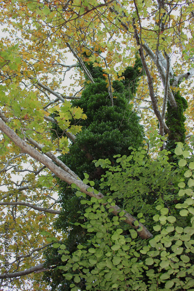 Fototapeta premium Dense Forest next to the Agios Nikolaos Park Naousa Greece