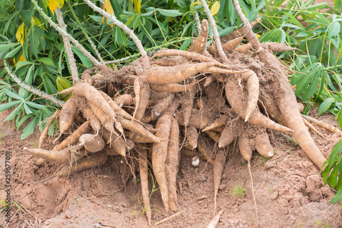Khonkaen,Thailand-June 1,2018:Farmer  ้harvest cassava in farmland before rainy season.