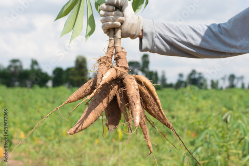 Khonkaen,Thailand-June 1,2018:Farmer  ้harvest cassava in farmland before rainy season.