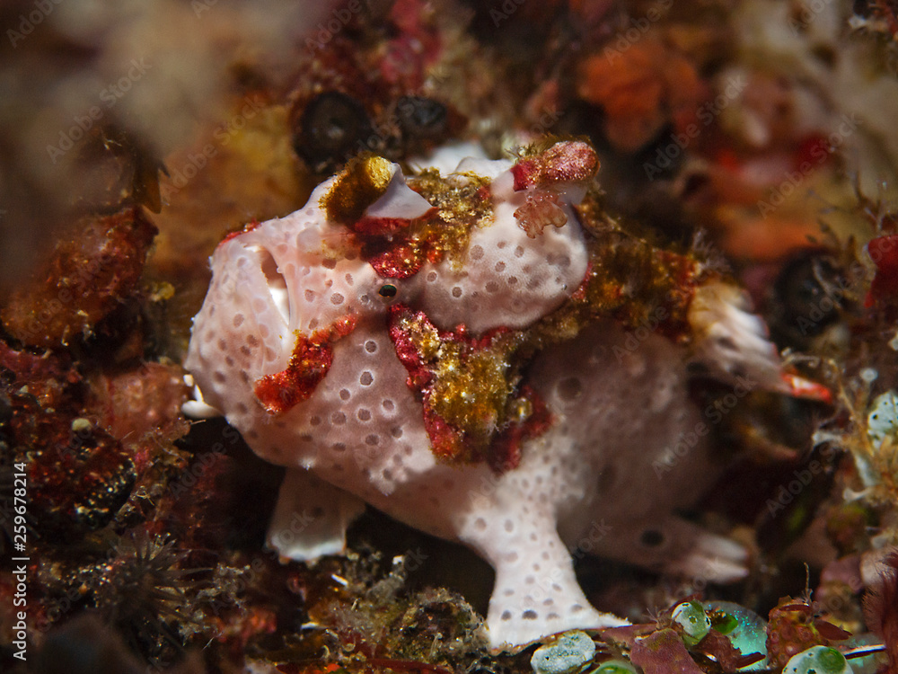 Underwater close-up photography of a white warty frogfish (Pulau Bangka/North Sulawesi, Indonesia) Underwater close-up photography of a white warty frogfish (Pulau Bangka/North Sulawesi, Indonesia)