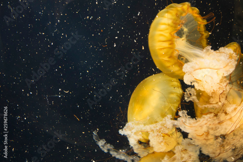 A group of jellyfish The Pacific sea nettle (Chrysaora fuscescens) swimming in the water