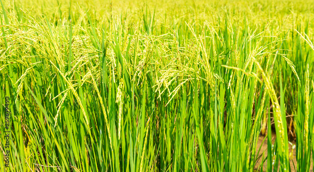 Rice field in local area of Thailand sunny day Rice field in local area of Thailand sunny day