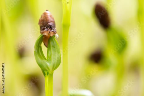 Water spinach sprouts and Germination of spinach photo