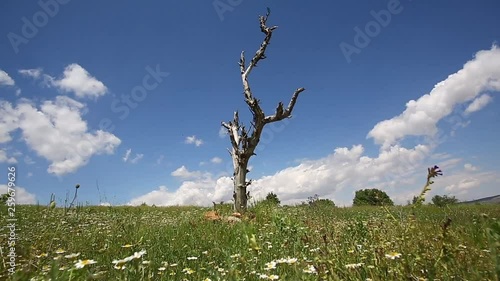 the beauty of nature in spring and time lapse photo