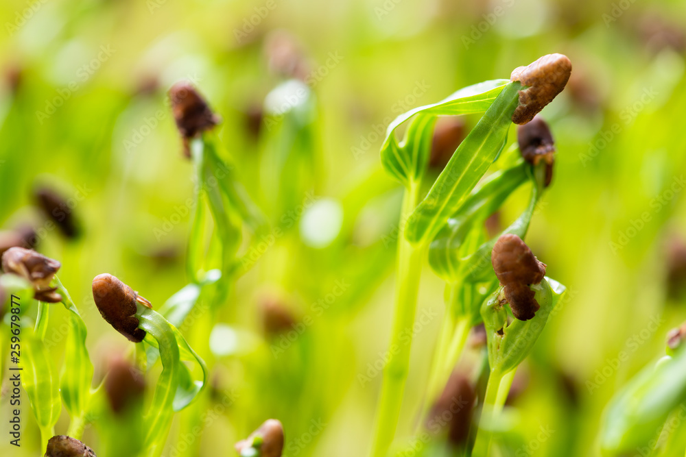 Water spinach sprouts and Germination of spinach Water spinach sprouts and Germination of spinach