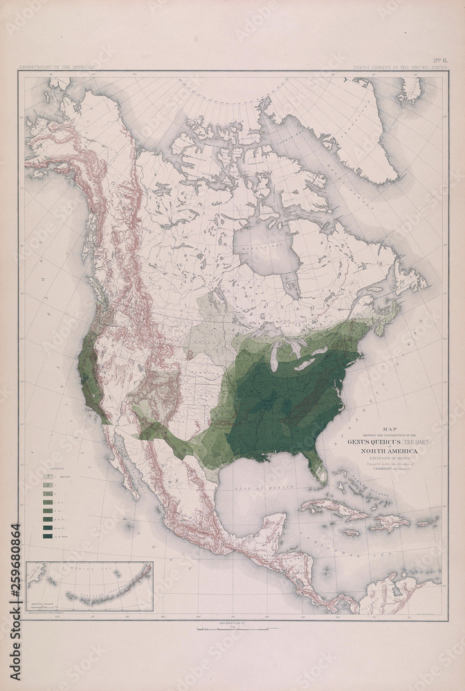 Fototapeta premium Forest map of America.