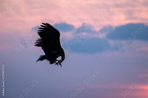 Wallpaper Mural White-tailed eagle in flight, eagle with a fish which has been just plucked from the water in Hokkaido, Japan, silhouette of eagle with a fish at sunrise, majestic sea eagle, wildlife scene Torontodigital.ca