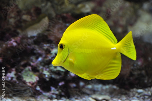 Fisch