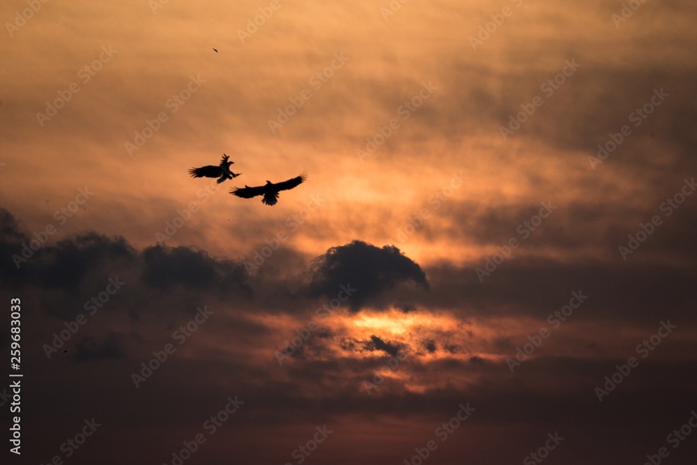 Two eagles fighting in flight, eagles flying against colorful sky with clouds in Hokkaido, Japan, silhouette of eagle at sunrise, majestic sea eagle, wildlife scene, wallpaper, birding adventure,Asia Two eagles fighting in flight, eagles flying against colorful sky with clouds in Hokkaido, Japan, silhouette of eagle at sunrise, majestic sea eagle, wildlife scene, wallpaper, birding adventure,Asia