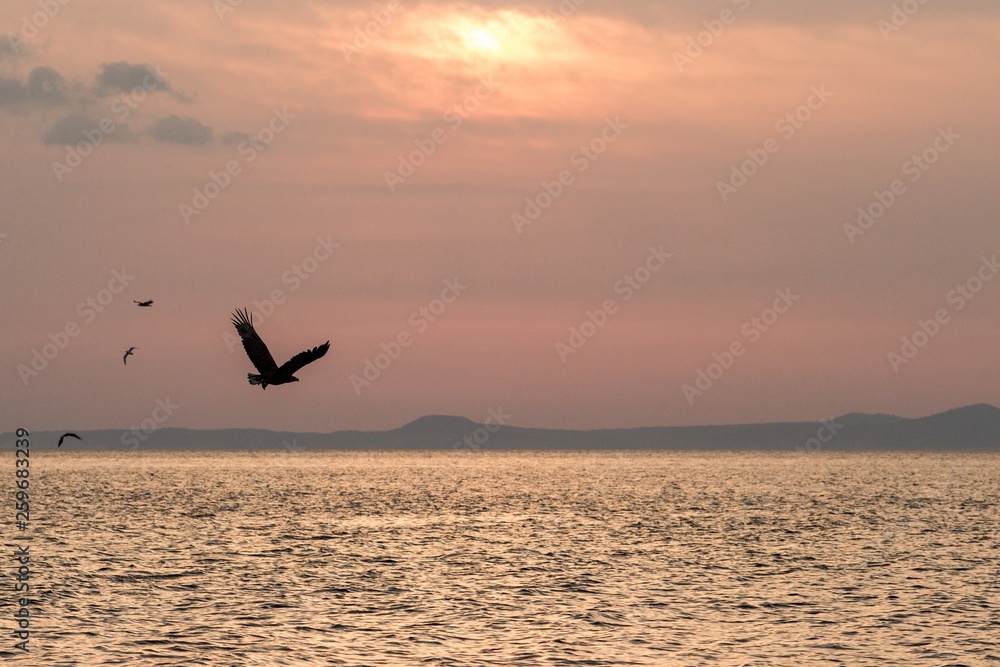 White-tailed eagle in flight, eagle flying against pink sky in Hokkaido, Japan, silhouette of eagle at sunrise, majestic sea eagle, wildlife scene, wallpaper