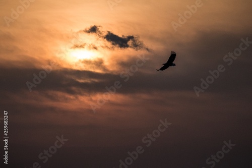 White-tailed eagle in flight  eagle flying against colorful sky with clouds in Hokkaido  Japan  silhouette of eagle at sunrise  majestic sea eagle  wildlife scene  wallpaper  bird isolated silhouette