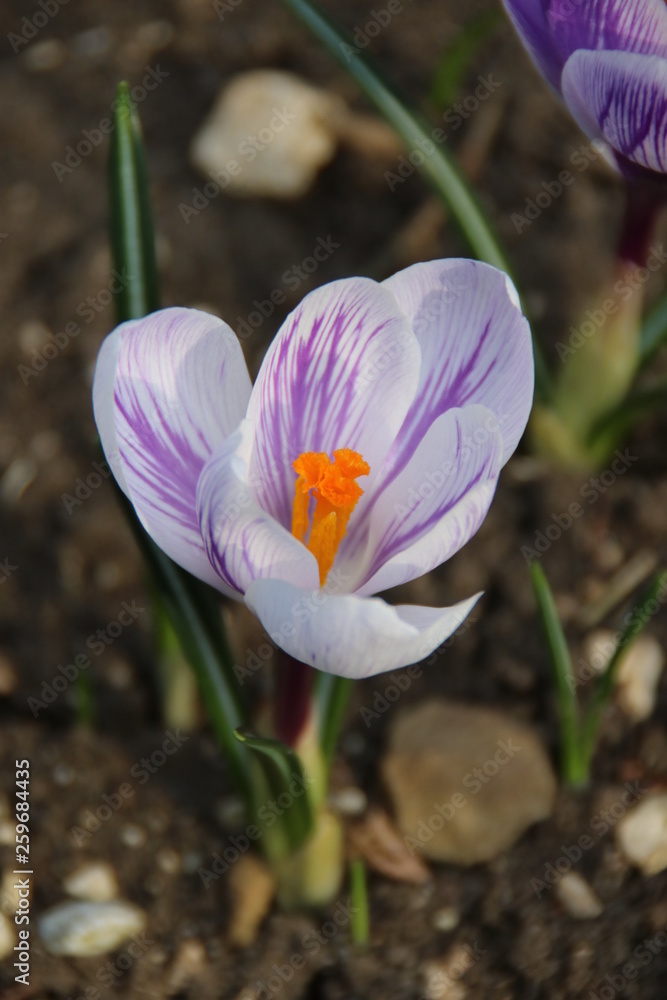 Spring Spring