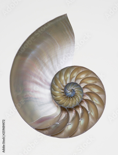 Nautilus Shell on White Background