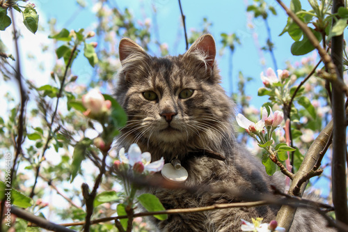 Cat in apple tree © Miki Be