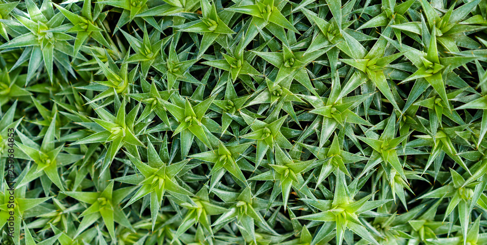 Green leaves texture. Fresh spring tropical leaves background Green leaves texture. Fresh spring tropical leaves background