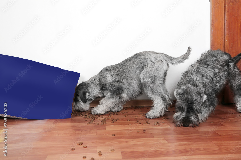 Funny photo of bad naughty schnauzer puppies. Dogs opened a bag of dry dog food  steal and eating granules. 