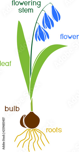 Parts of plant. Morphology of Siberian squill or Scilla siberica plant with green leaves, blue flowers, root system and titles