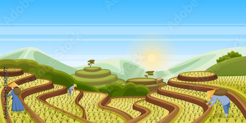 Rice terrace fields, vector landscape illustration. Asian harvesting agriculture background. People harvest rice