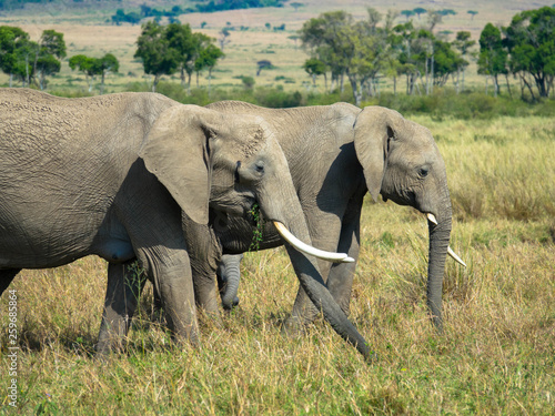 Elefanten in der Massia Mara, Kenia