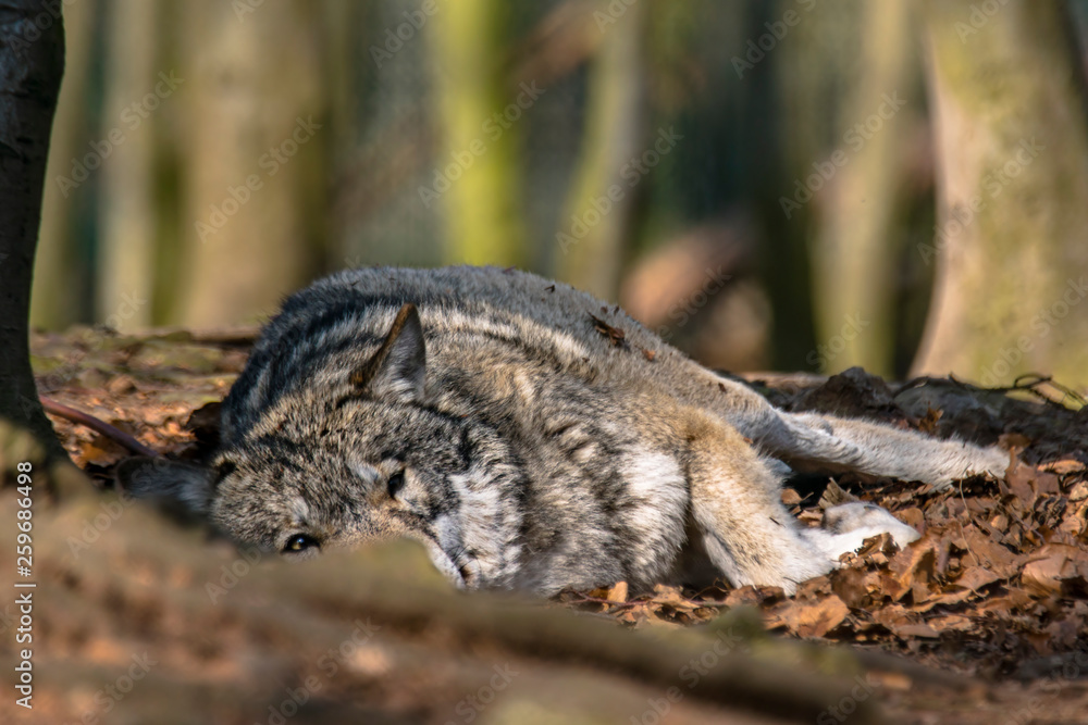 Gray wolf chill and hides in the green leaves forest Gray wolf chill and hides in the green leaves forest