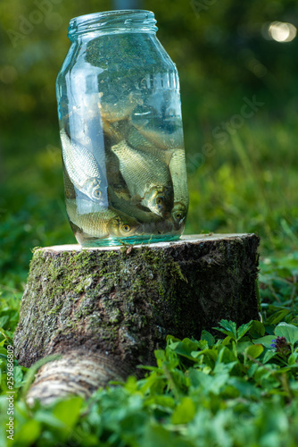 Fish in a jar on the stump, in nature