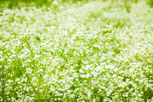 beautiful field of daisies on nature in the park background