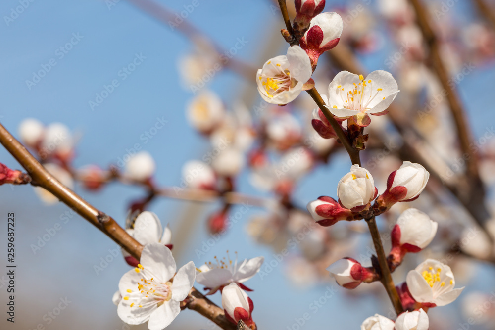 Blossoming tree in spring close-up. Spring branch with beautiful white flowers against the blue sky.