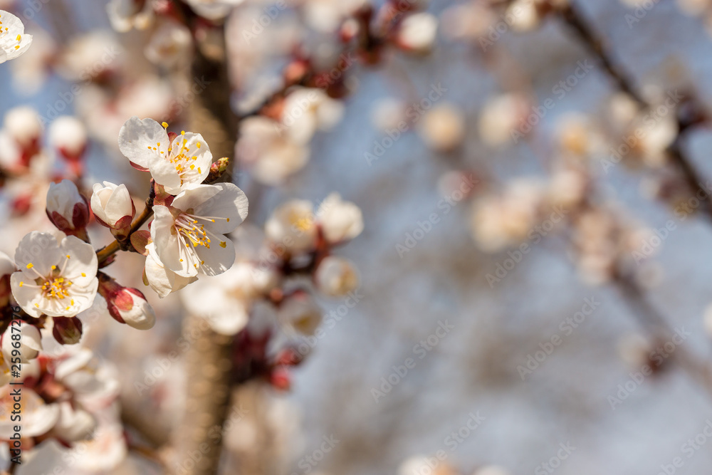 Blossoming tree in spring close-up. Spring branch with beautiful white flowers against the blue sky.