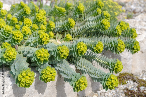 Euphorbia myrsinites - Walzen Wolfsmilch photo