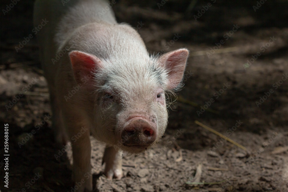 Farm animal piglet young domestic, agriculture. Farm animal piglet young domestic, agriculture.