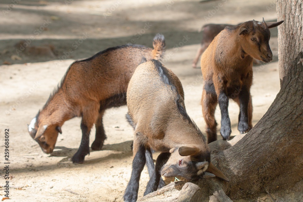 farm animal domestic mammal goat, rural. farm animal domestic mammal goat, rural.