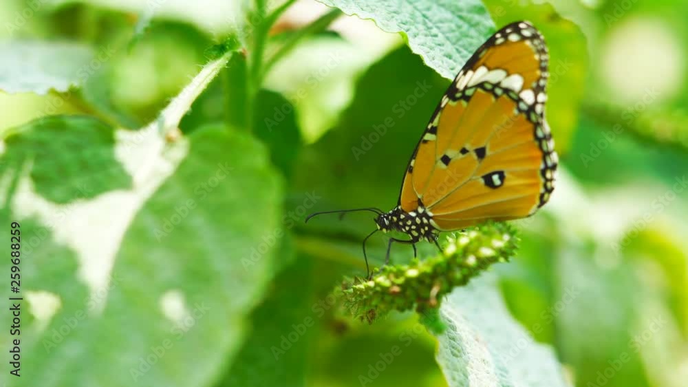 Closeup Thai orange butterfly on flower Closeup Thai orange butterfly on flower