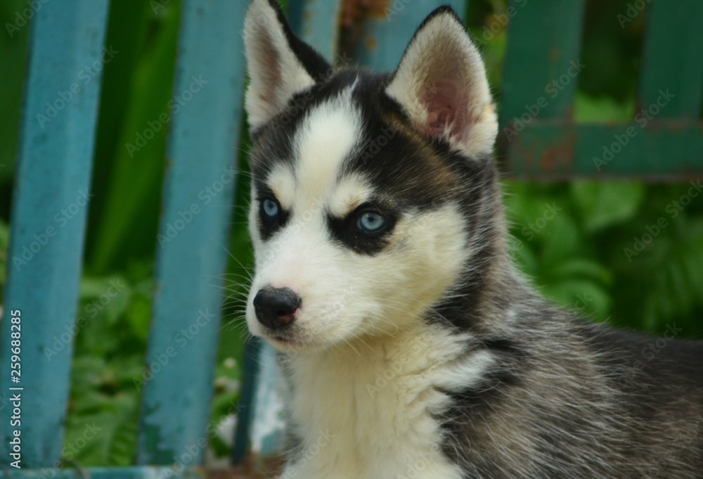 blue-eyed puppy husky