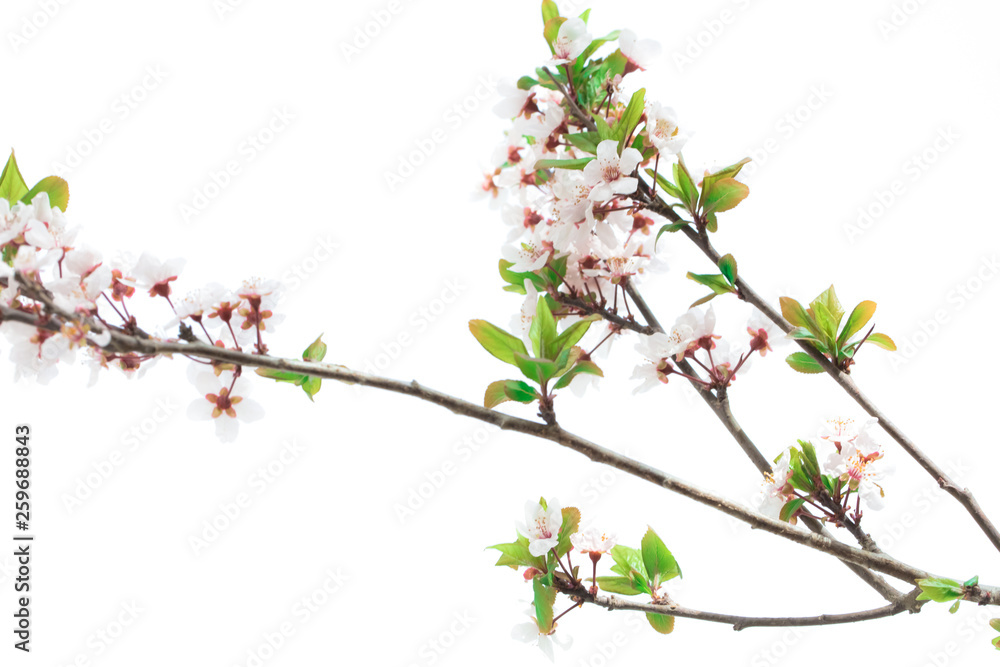 Spring flowers Spring flowers