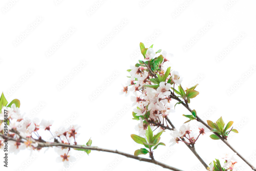 Obraz premium Spring flowers