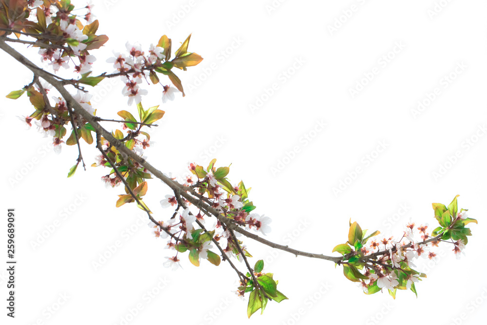 Spring flowers Spring flowers