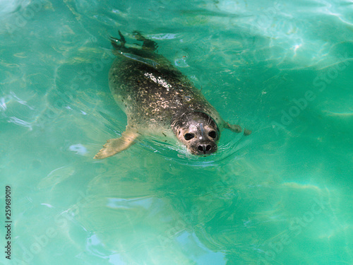 Sea Lion (Otariinae) swim in the water.