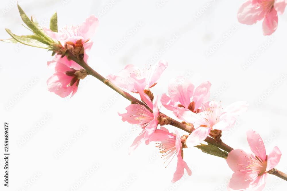 Obraz premium Wiosenne kwiaty