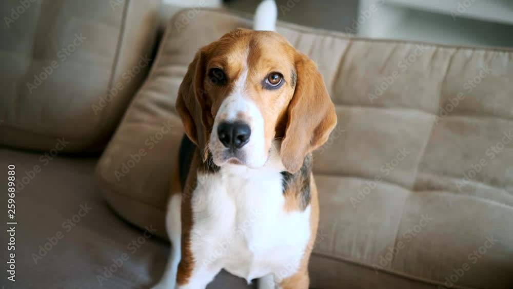 Cute beagle looking at the camera. Portrait Cute beagle looking at the camera. Portrait
