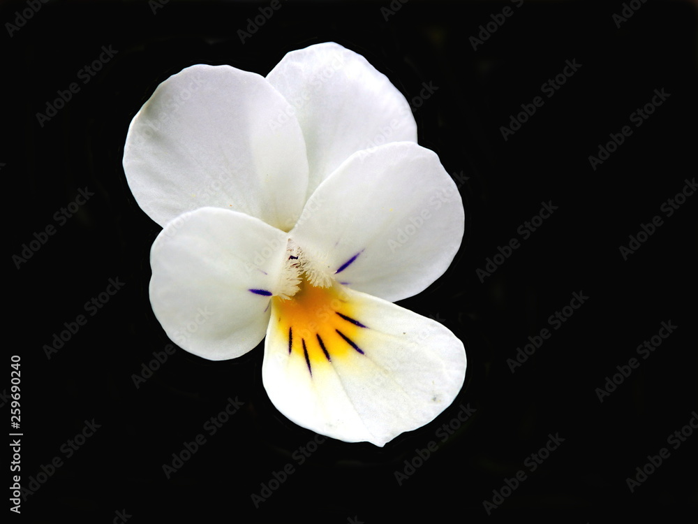 Wild Pansy (Viola tricolor), aka heart's ease, heart's delight, tickle-my-fancy, Jack-jump-up-and-kiss-me, come-and-cuddle-me, three faces in a hood, or love-in-idleness, isolated on a black backgroun